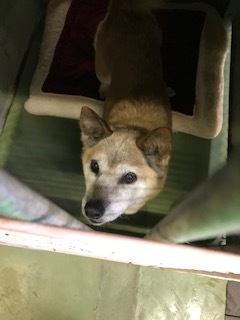 【犬・移動先募集】センター(支所)収容(1/26訪問)_f0242002_18531235.jpg