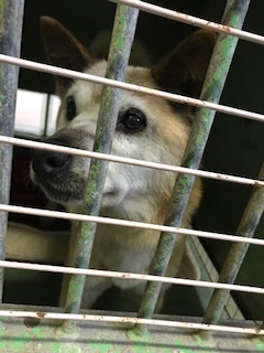 【犬・移動先募集】センター(支所)収容(1/26訪問)_f0242002_18532649.jpg