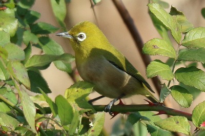 e0373815_20341025.jpg