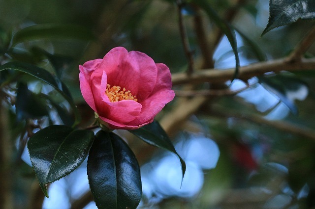 e0321325_10123603.jpg