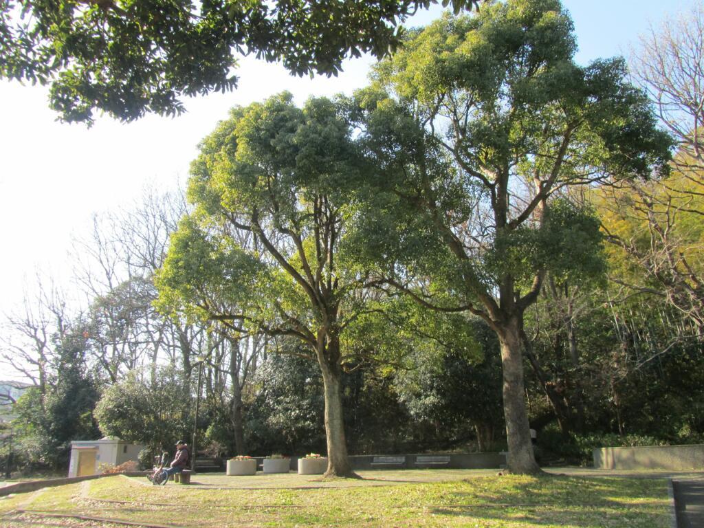 画像情報