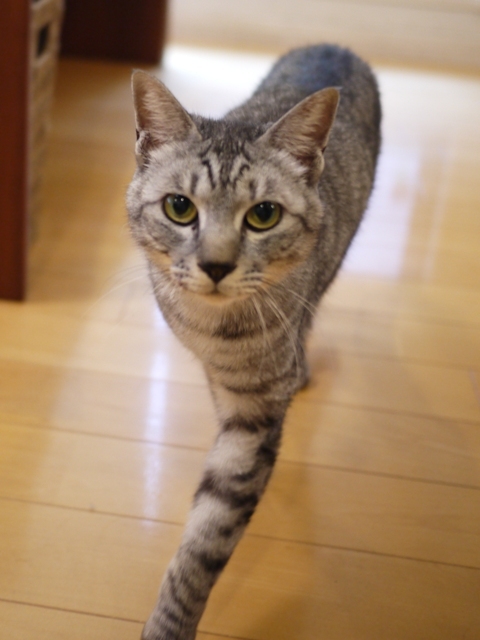 猫のお留守番 ぐりくん編。_a0143140_21162699.jpg