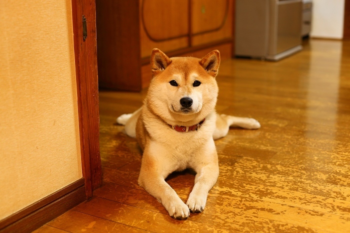 19年1月の柴犬まり バイクで行く旅 3 19年1月の柴犬まり バイクで行く旅 3