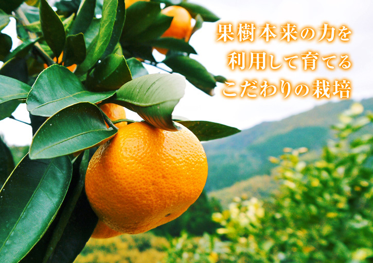 ザ・みかん　晩生（おくて）みかん「金峰」｢青島｣大好評発売中！ただし２Ｌサイズは大好評に付早くも完売！_a0254656_09021228.jpg