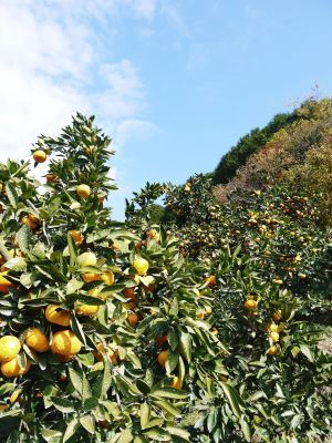 ザ・みかん　晩生（おくて）みかん「金峰」｢青島｣大好評発売中！ただし２Ｌサイズは大好評に付早くも完売！_a0254656_09074951.jpg