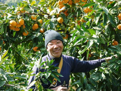 ザ・みかん　晩生（おくて）みかん「金峰」｢青島｣大好評発売中！ただし２Ｌサイズは大好評に付早くも完売！_a0254656_09142995.jpg