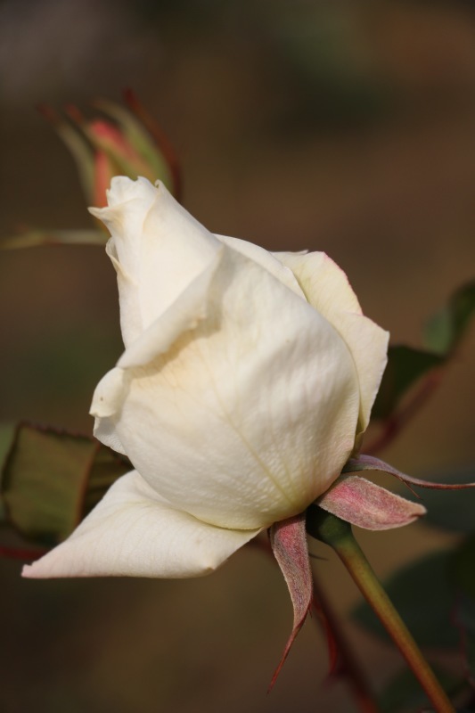 a0248459_12532299.jpg