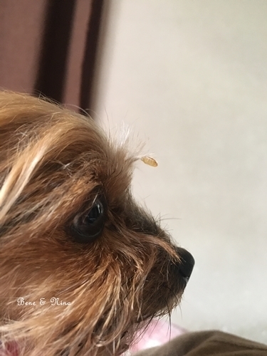 c0283778_10343423.jpeg