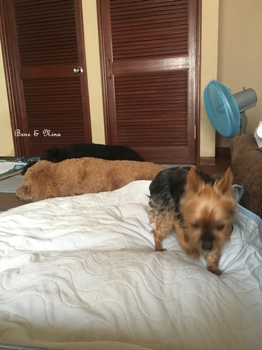 c0283778_10415947.jpeg