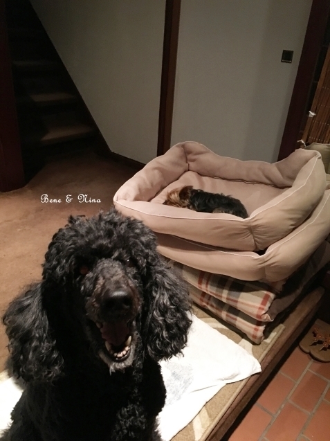 c0283778_10465080.jpeg