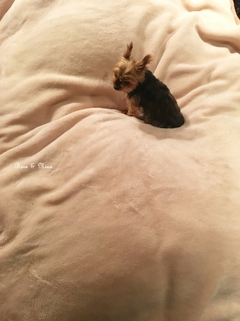 c0283778_10483111.jpeg