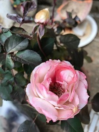 現代は感覚がチラシのように撒かれていく。_a0053480_06285508.jpg