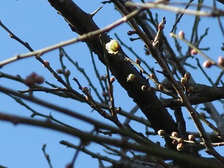 e0130185_1213928.jpg