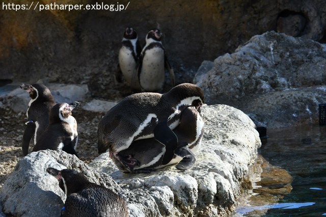 ２０１８年１２月　海響館　その２　ペンギンのごっくんタイム_a0052986_23565723.jpg