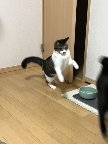 c0340786_10380230.jpeg