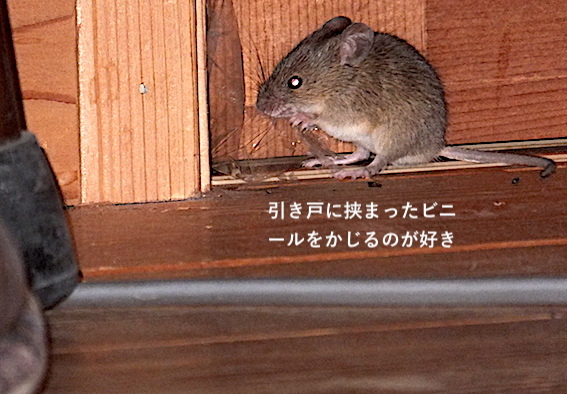 d0329286_03291637.jpg