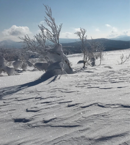 キラキラの雪景色☆_b0073602_11475232.jpg