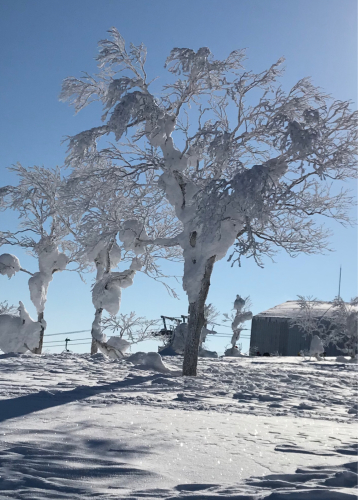 キラキラの雪景色☆_b0073602_11485923.jpg