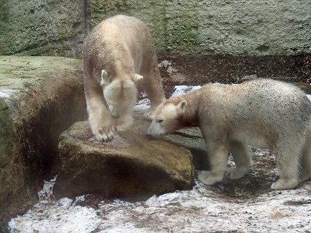 再びヘラブルン動物園 (Tierpark Hellabrunn) へ ～ ジョヴァンナとクインターナの親子関係再考_a0151913_6472233.jpg