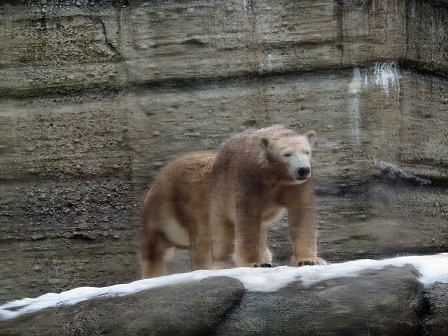 再びヘラブルン動物園 (Tierpark Hellabrunn) へ ～ ジョヴァンナとクインターナの親子関係再考_a0151913_7181448.jpg