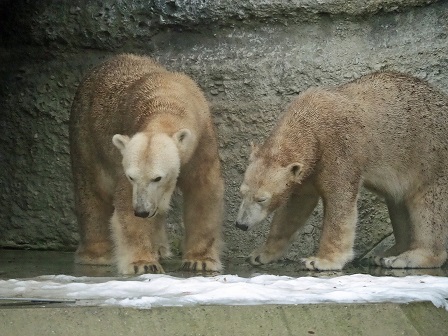 再びヘラブルン動物園 (Tierpark Hellabrunn) へ ～ ジョヴァンナとクインターナの親子関係再考_a0151913_7302537.jpg