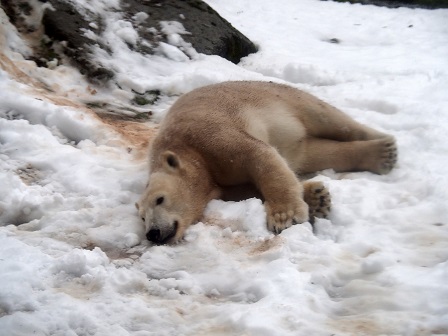 再びヘラブルン動物園 (Tierpark Hellabrunn) へ ～ ジョヴァンナとクインターナの親子関係再考_a0151913_8141715.jpg