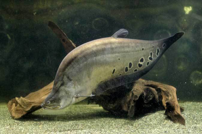ナイフフィッシュとスネークヘッド 東京タワー水族館 続々 動物園ありマス