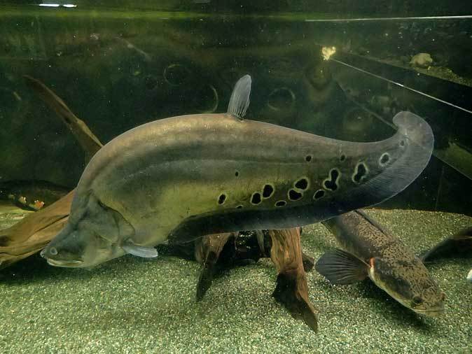 ナイフフィッシュとスネークヘッド 東京タワー水族館 続々 動物園ありマス