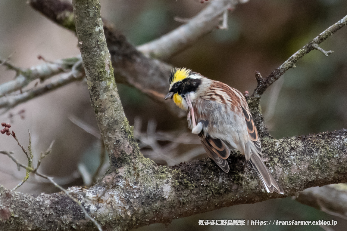 筑波山山頂にて 気ままに野鳥観察 筑波山山頂にて 気ままに野鳥観察