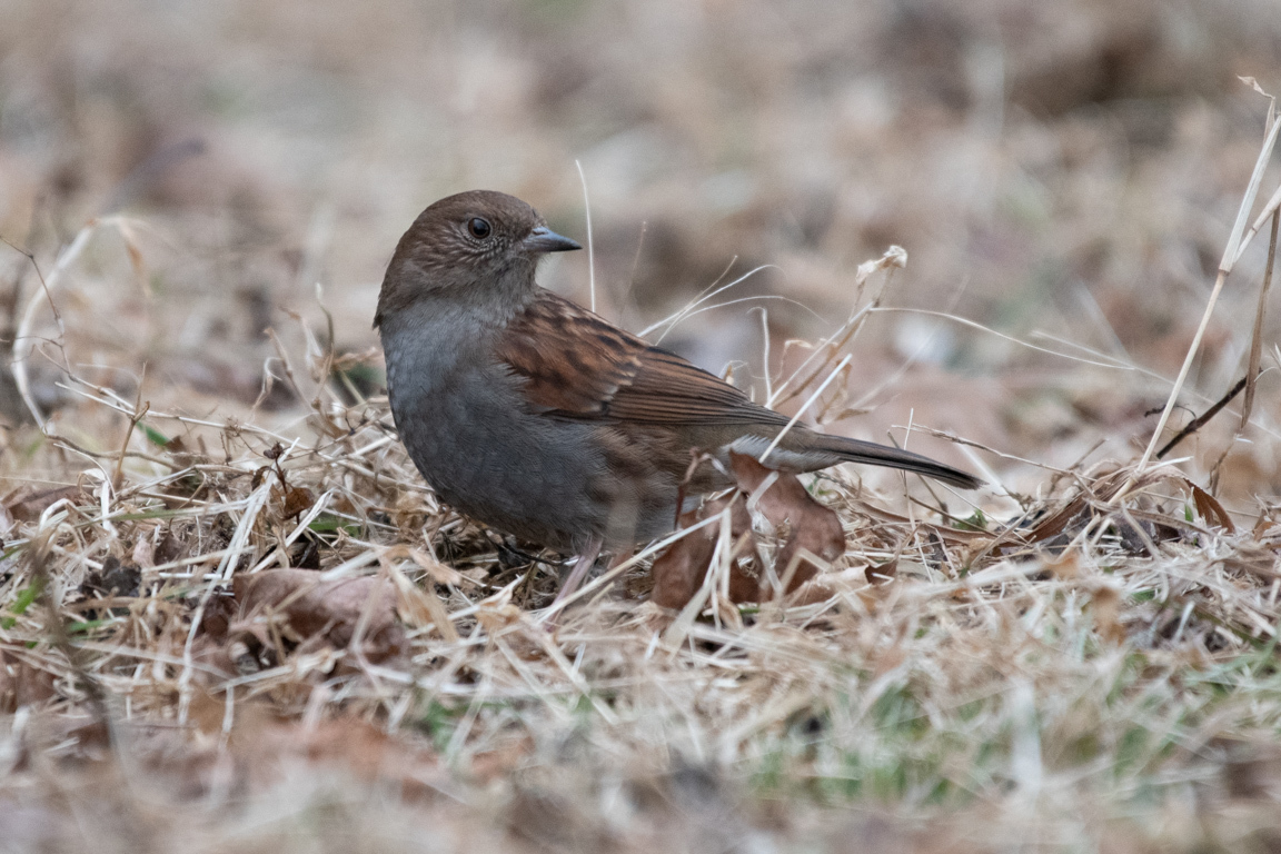 筑波山山頂にて 気ままに野鳥観察 筑波山山頂にて 気ままに野鳥観察