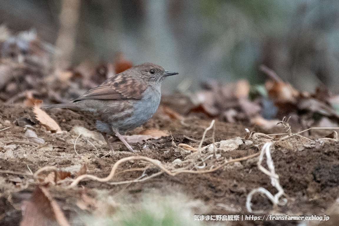 筑波山山頂にて 気ままに野鳥観察 筑波山山頂にて 気ままに野鳥観察