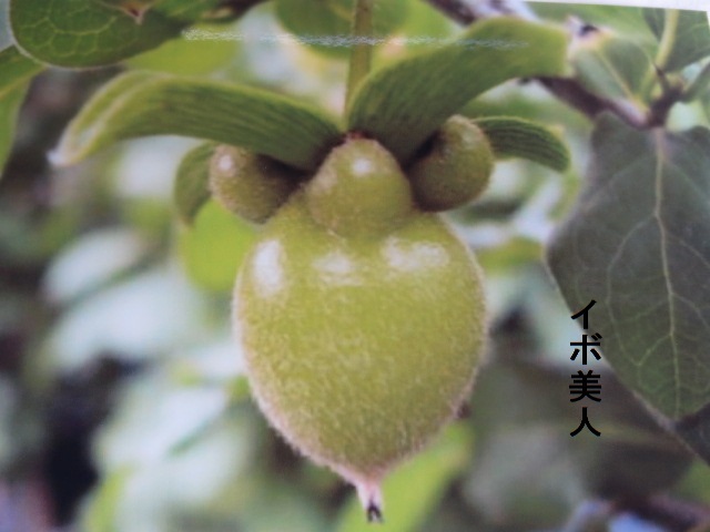 e0168531_17052871.jpg
