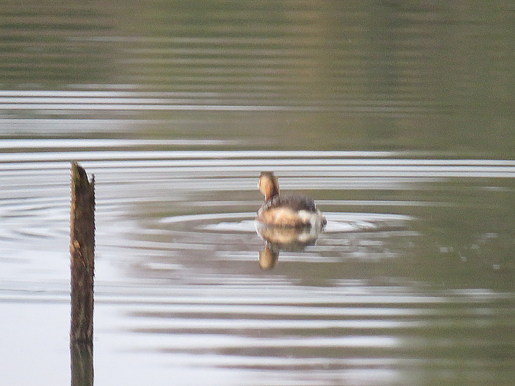 カイツブリ（鳰）_f0214649_05450931.jpg