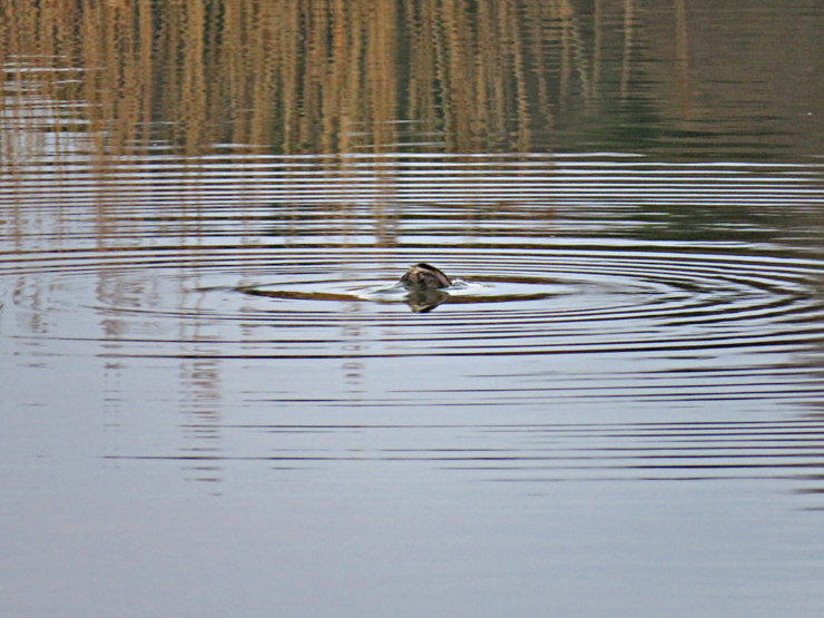 カイツブリ（鳰）_f0214649_05460483.jpg