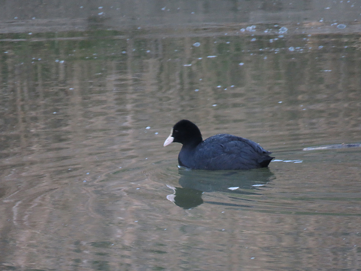 カイツブリ（鳰）_f0214649_05471473.jpg