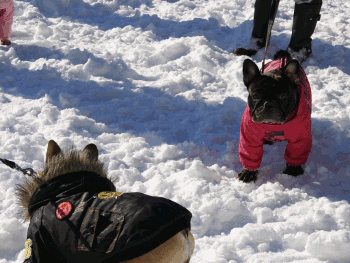 b0056476_14091474.gif