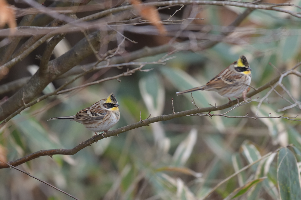 連休後半　カラフル冬鳥を目指せ！_a0035279_19171977.jpg