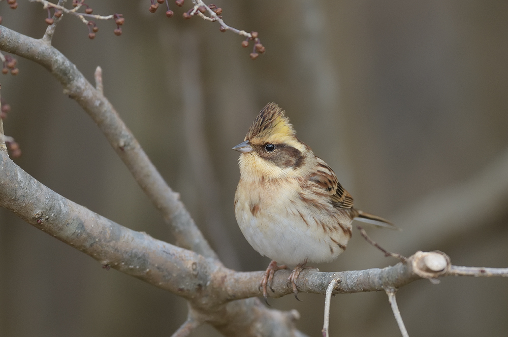 連休後半　カラフル冬鳥を目指せ！_a0035279_23061349.jpg