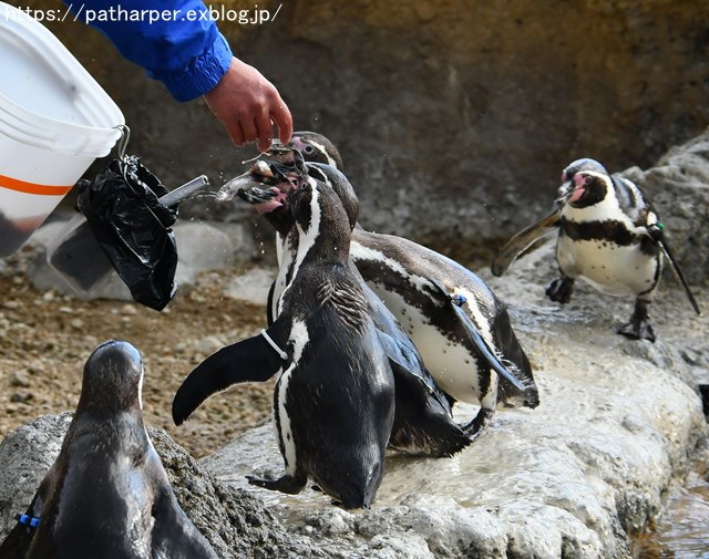 ２０１８年１２月　海響館　その２　ペンギンのごっくんタイム_a0052986_015211.jpg