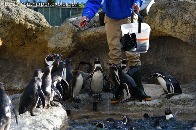 ２０１８年１２月　海響館　その２　ペンギンのごっくんタイム_a0052986_02488.jpg