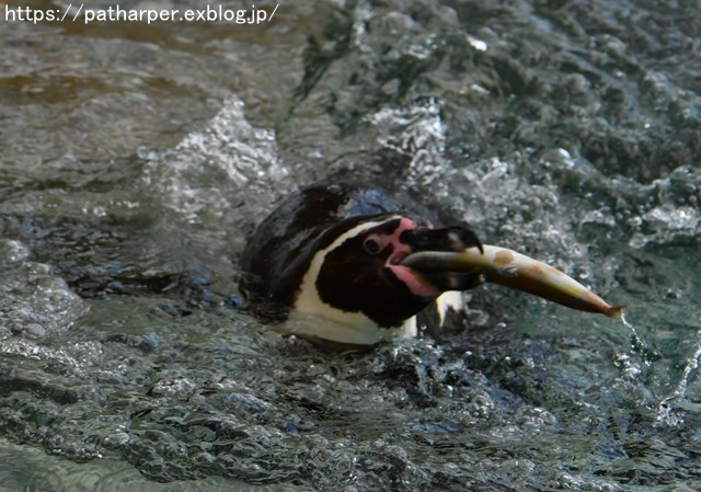 ２０１８年１２月　海響館　その２　ペンギンのごっくんタイム_a0052986_035454.jpg