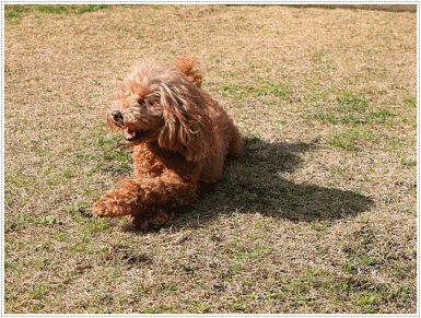b0175688_19452603.gif