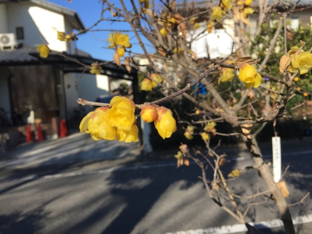 ピースカット中… &蝋梅の花_e0152990_16140272.jpeg