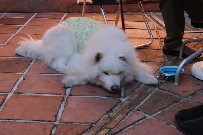 三重グルメツア~♪ 2_a0049296_20073222.jpg