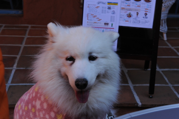三重グルメツア~♪ 2_a0049296_20081111.jpg
