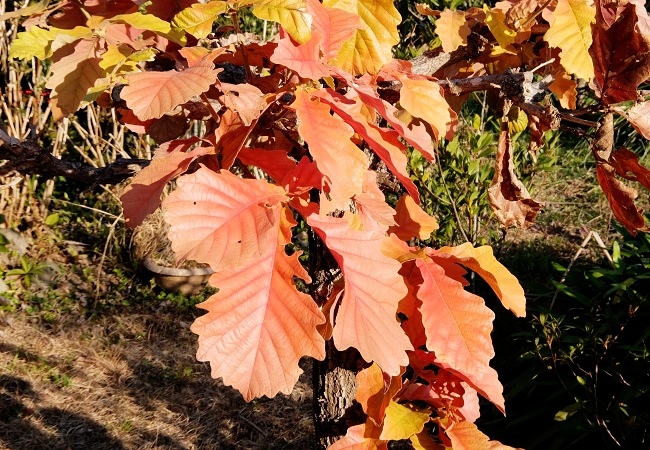 c0119197_10422450.jpg