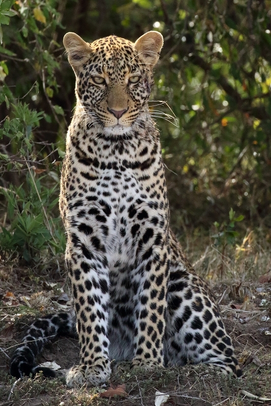 サバンナの野生動物たち １歳のヒョウの女の子 旅プラスの日記