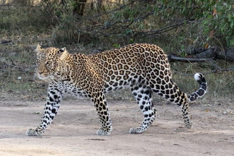 サバンナの野生動物たち（1歳のヒョウの女の子） : 旅プラスの日記