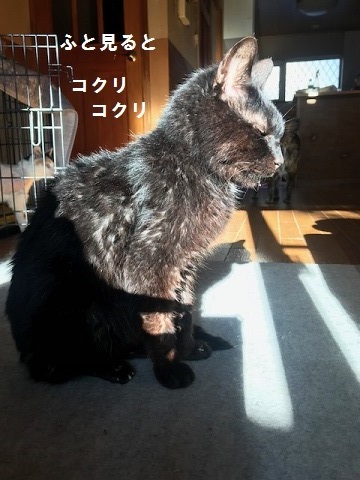 ジジくん、戻りました_f0242002_13320904.jpg