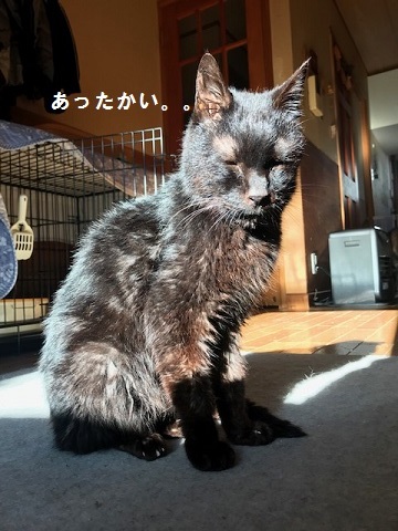 ジジくん、戻りました_f0242002_13321305.jpg